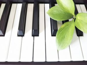 ピアノ鍵盤　若葉　グリーン